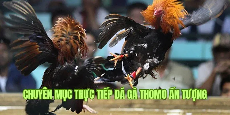 Giới thiệu chuyên mục chọi kê Thomo trực tiếp tại M88