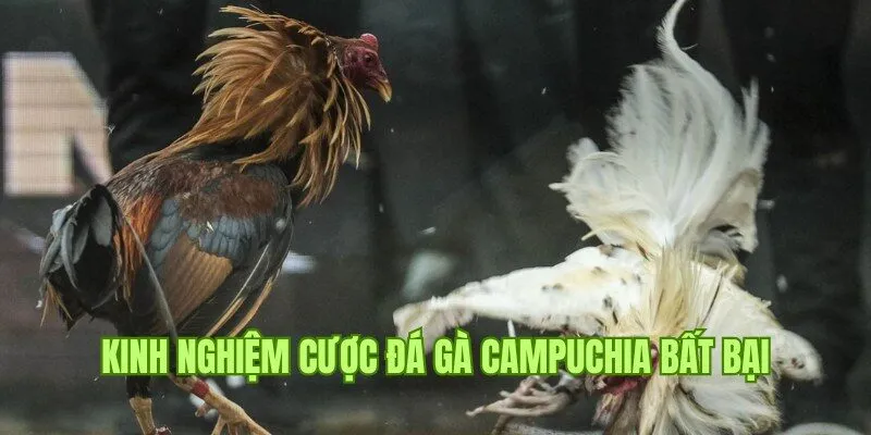 Kinh nghiệm cược đá gà Campuchia luôn thắng cùng cao thủ