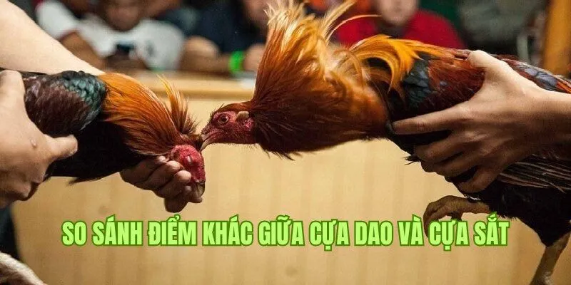 So sánh điểm khác nhau giữa bộ môn đá gà cựa sắt và cựa dao