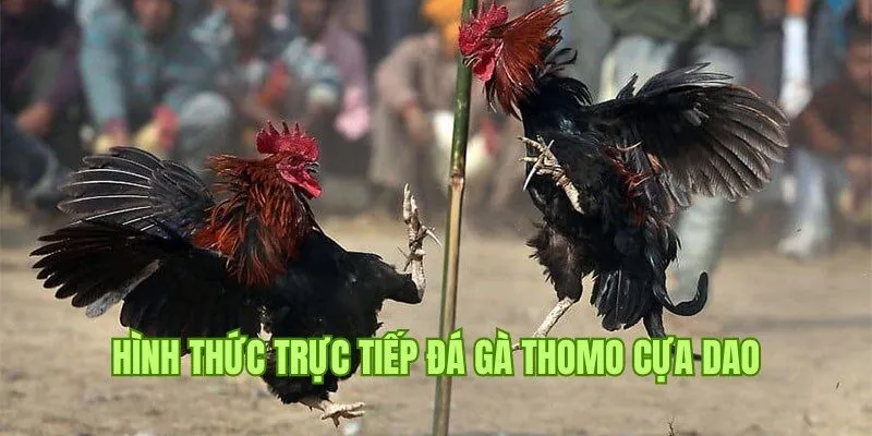 Thi đấu trực tiếp đá gà Thomo cựa dao gay cấn